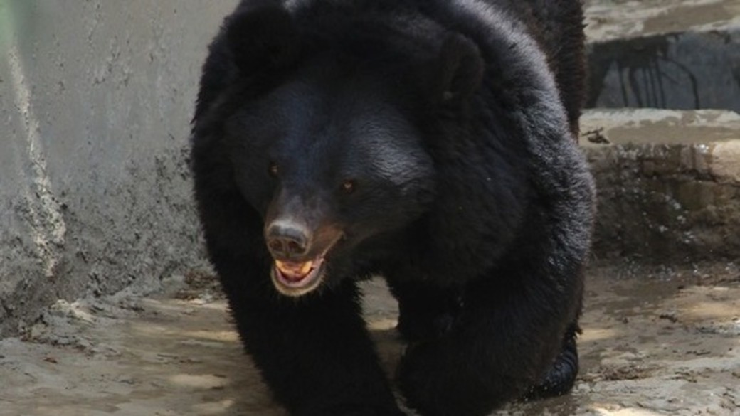 В Рубцовске из-за тёплой зимы вышел из спячки медведь-беглец
