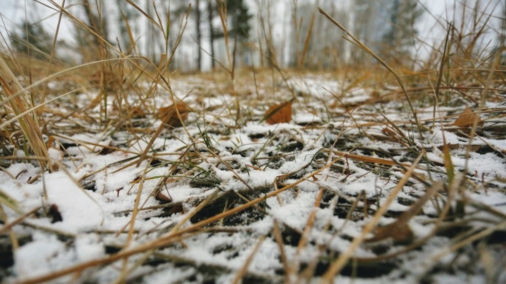 В Барнауле нашли 15-летнего подростка, который пропал в лесу