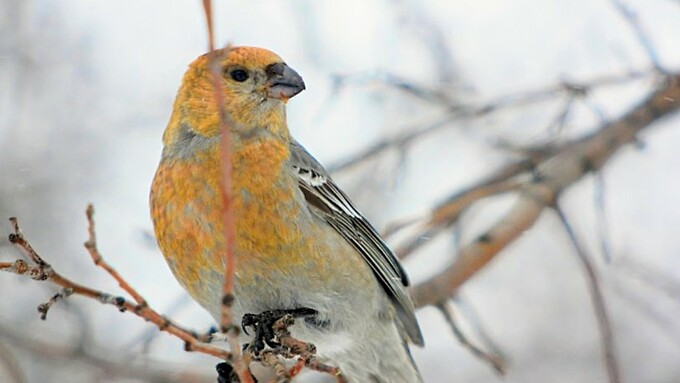 Февраль / Фото: Екатерина Смолихина / amic.ru