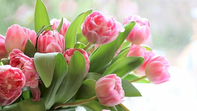 Тюльпаны/Фото Olga Oginskaya с сайта Pixabay
