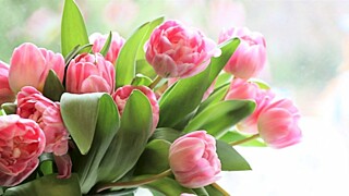 Тюльпаны/Фото Olga Oginskaya с сайта Pixabay