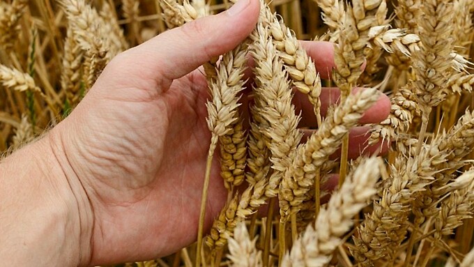Пшеница / Фото: Pavlofox с сайта Pixabay