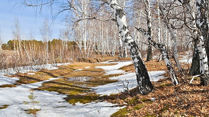Берёзовый лес / Фото: Larisa Koshkina с сайта Pixabay