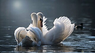 Лебеди / Фото: moonzigg с сайта Pixabay