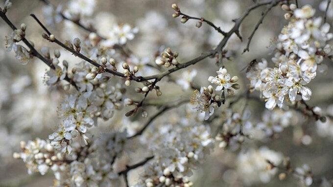 Терн цветет — значит, холода продержатся до конца мая / Фото: Peggychoucair с сайта Pixabay