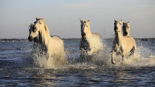 Купание лошади / Фото: Patou Ricard с сайта Pixabay