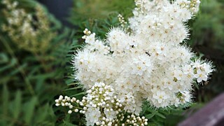 Рябина цветёт / Фото: choe yongwoo с сайта Pixabay