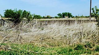 Засуха / Фото: amic.ru