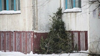 Елочка / Фото: Екатерина Смолихина / amic.ru
