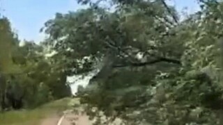 Ветер повалил деревья у кладбища в селе Вострово 27 июня 2022 года / Фото: скрин видео vk.com/public211365661