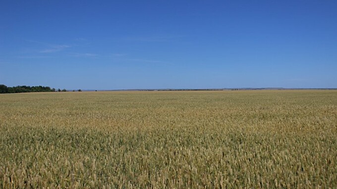 Поле/ Фото: Елена Поцелуева / unsplash.com