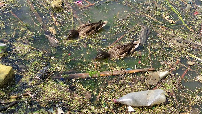 Засорённое озеро на ул. Гущина / Фото: Екатерина Смолихина