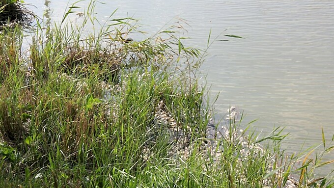 На озере Долгом в Камне-на-Оби вымерла рыба. Фото: izvestiy-kamen.ru