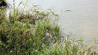 На озере Долгом в Камне-на-Оби вымерла рыба. Фото: izvestiy-kamen.ru