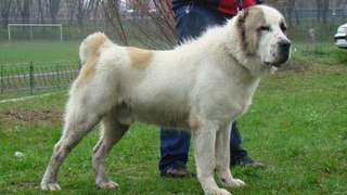 Фото: «Википедия»