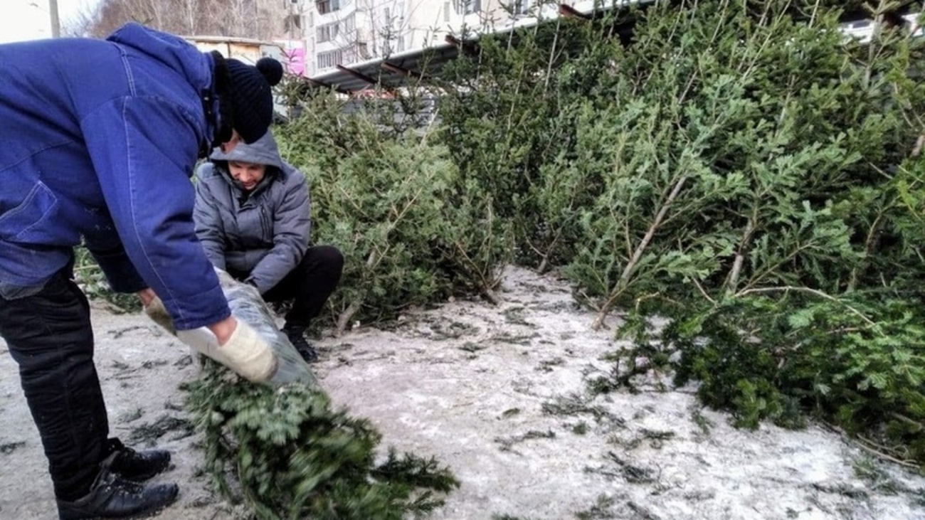 утилизация новогодних елок. елка из переработки. переработка елок. собирают елку большую. пункт приема елок елочный круговорот.