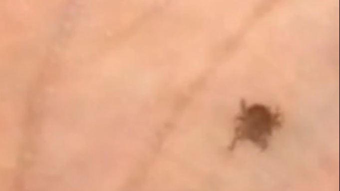 Кадр из видео