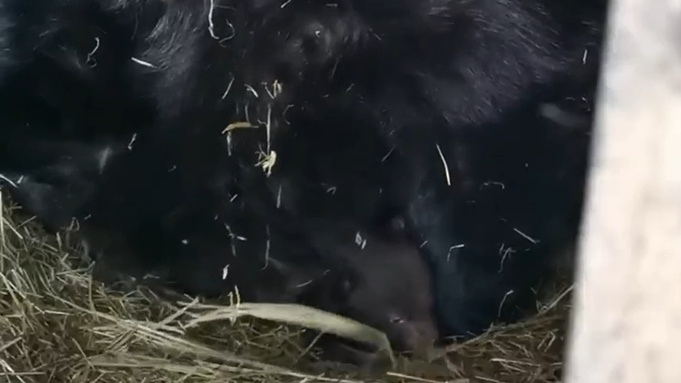 Кадр из видео