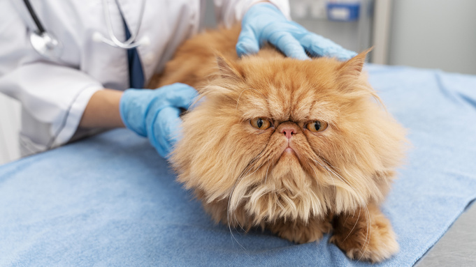 Фото: freepik.com