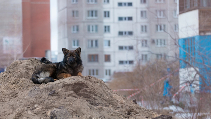 Бродячий пёс / Фото: amic.ru