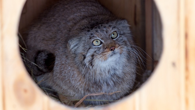 Фото: Барнаульский зоопарк / @zoo_22