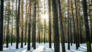 Павловское лесничество. Ленточный бор / Фото: холдинг "Алтайлес"

