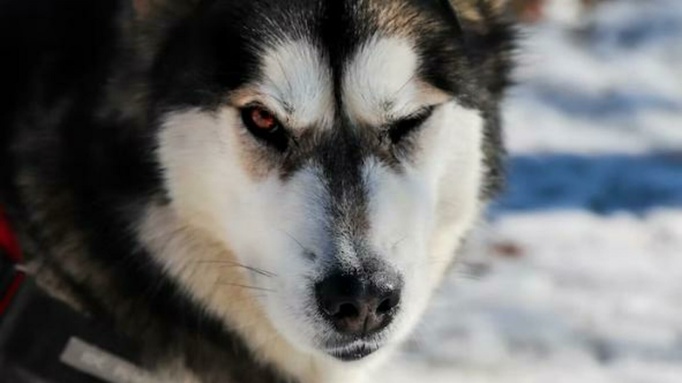 Маламут / Фото: unsplash.com 