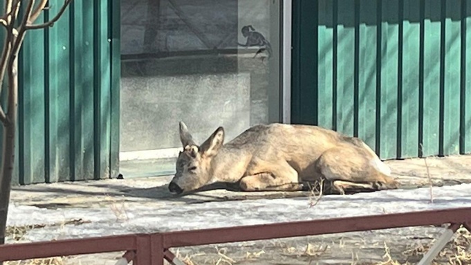Фото: "Инцидент Бийск"