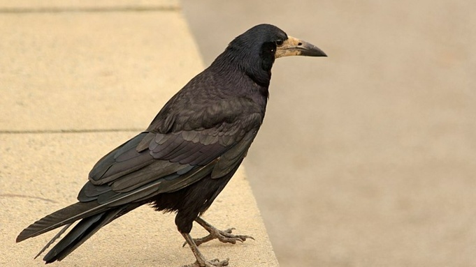 Фото: commons.wikimedia.org