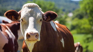 Корова / Фото: wirestock / Freepik