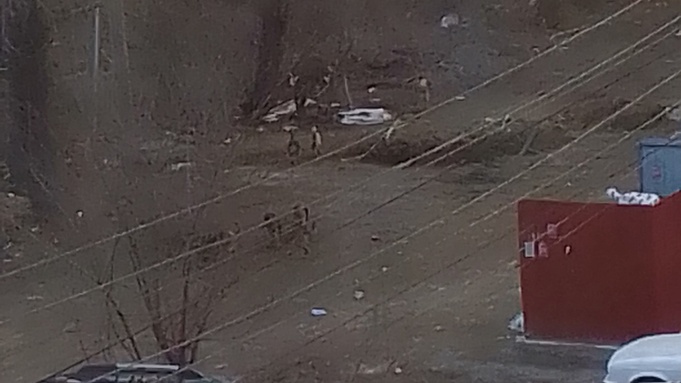 Фото: "Инцидент Бийск"