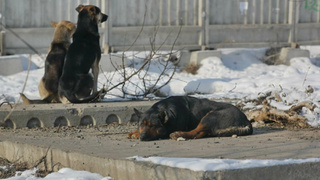 Фото: amic.ru / Екатерина Смолихина