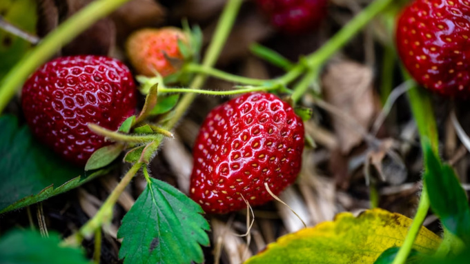 Фото: unsplash.com