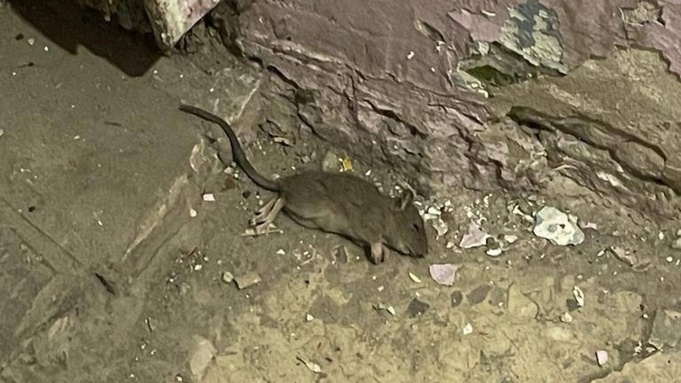 Фото: "Инцидент Барнаул"