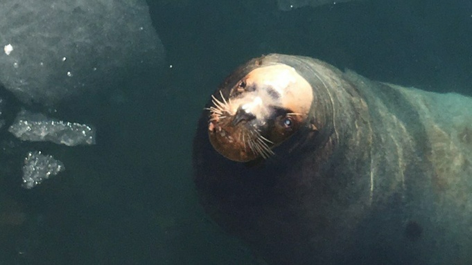 Сивуч / Фото: билайн