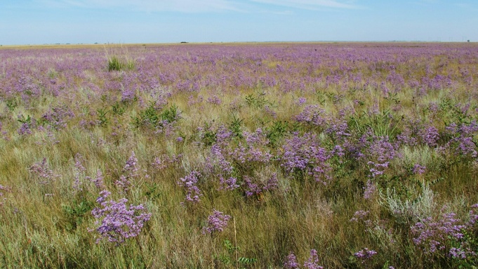 Фото: t.me/minprirodyAK (https://t.me/minprirodyAK)