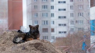 Бродячий пёс / Фото: amic.ru