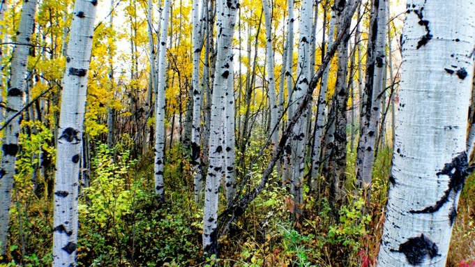 Фото: pxhere.com