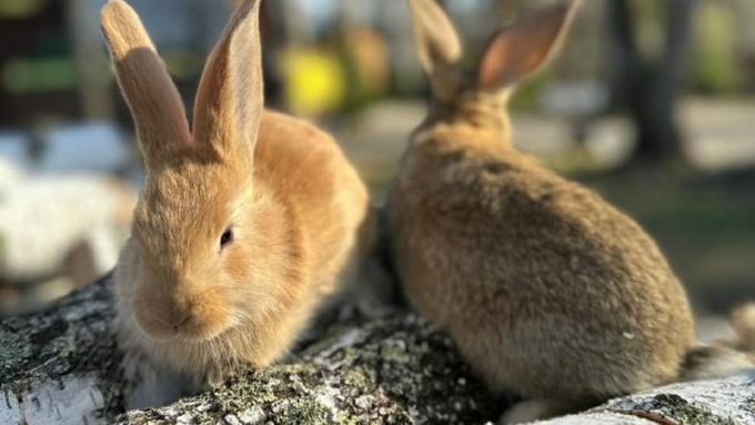 Кролики в "Империи туризма" / Фото: предоставлено компанией