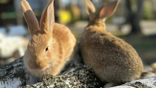 Кролики в "Империи туризма" / Фото: предоставлено компанией