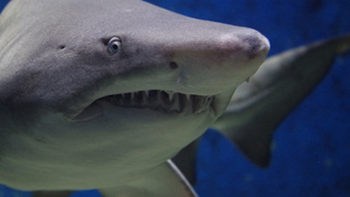 Фото: pxhere.com