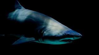 Фото: pxhere.com