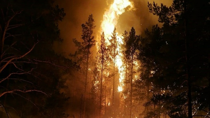 Пожар в Егорьевском районе / Фото: t.me/lisitsaolese 