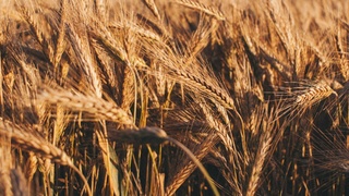 Фото: unsplash.com