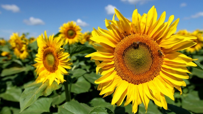 Фото: unsplash.com