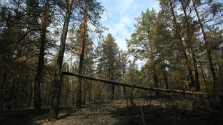 Сгоревший лес в Егорьевском районе/ Фото: amic.ru