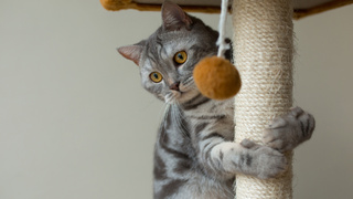 Кот. Когтеточка / Фото: garetsvisual / freepik.com