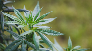 Копопля / Фото: jcomp / freepik.com