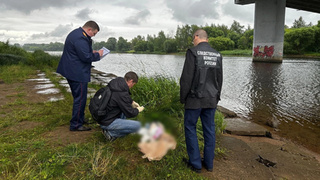 Фото: СУ СКР по Ярославской области