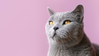 Кот / Фото: Freepik